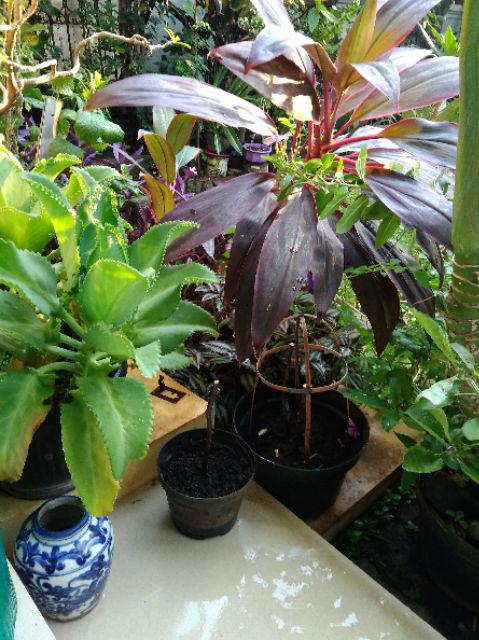 Bougenvile Pink/bambino Baby Alison./ Bogenvil. Bougenville