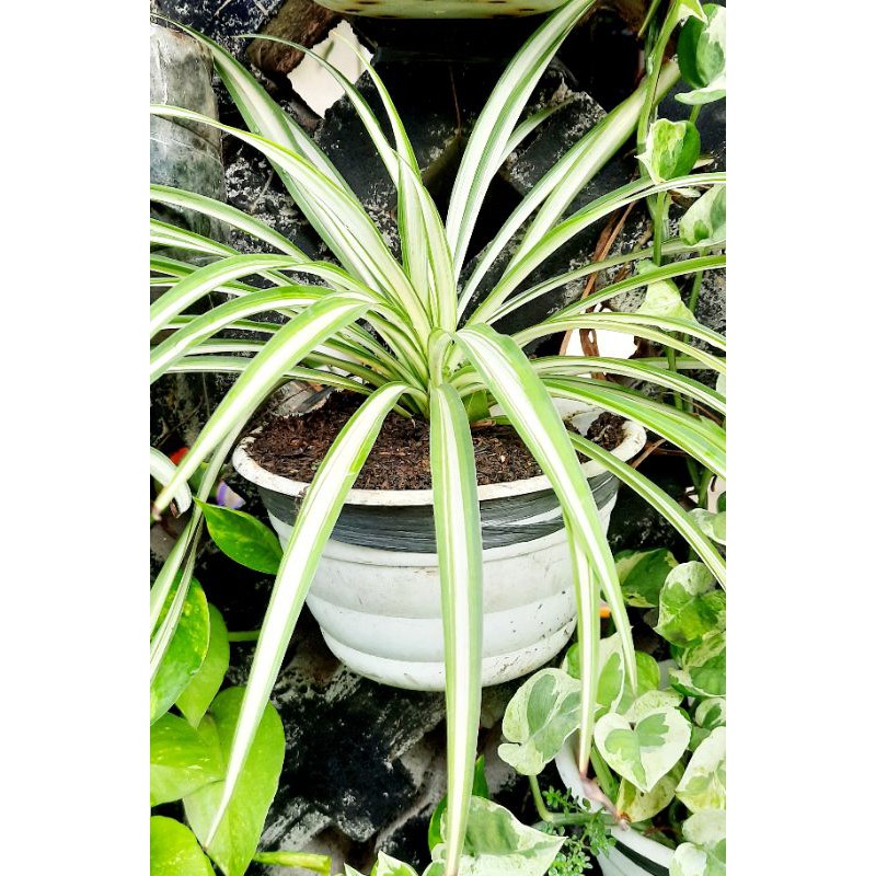 Spider plant