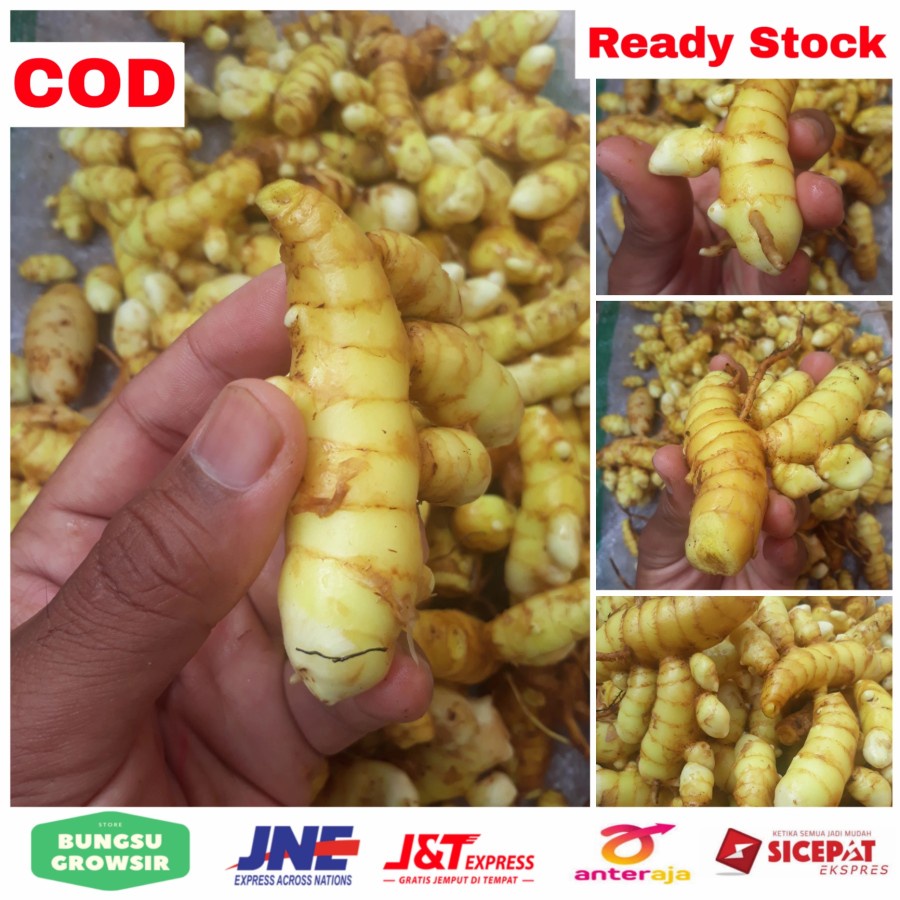 Kunyit Putih Temu Putih Segar 1 Kg Curcuma Zedoaria Lazada Indonesia