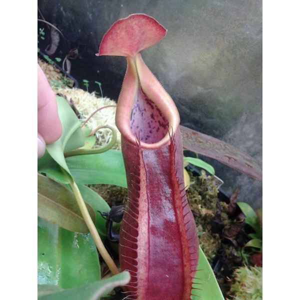 Biji Benih Seed Tanaman Karnivora Nepenthes Adrianii Hybrid