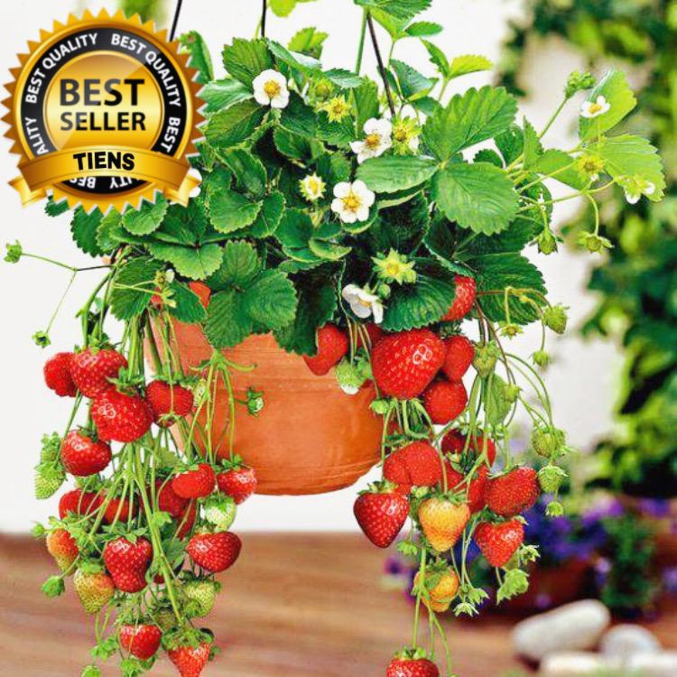 Paket 10 Pohon Bibit Strawberry Giant California Unggulan&amp; Berkualitas - Tanaman Buah Strawberry