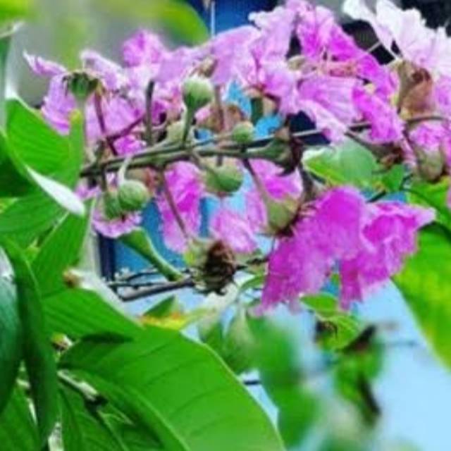

Daun bungur atau Lagerstroemia. pres segar murah