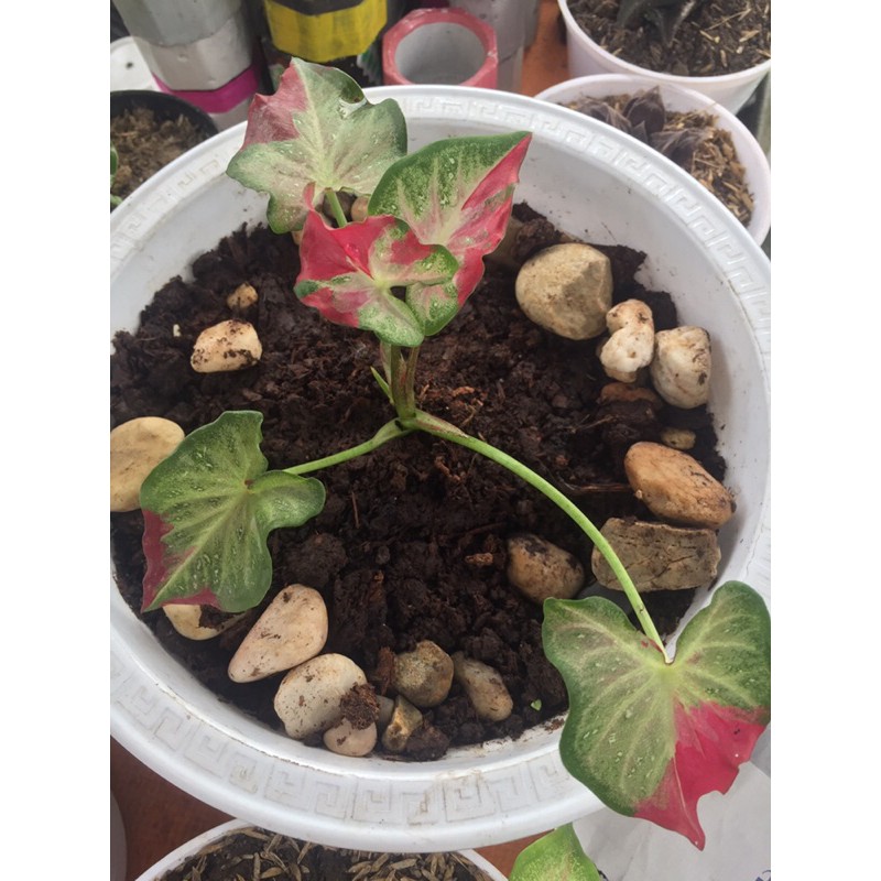 caladium cat tumpah (shycool)