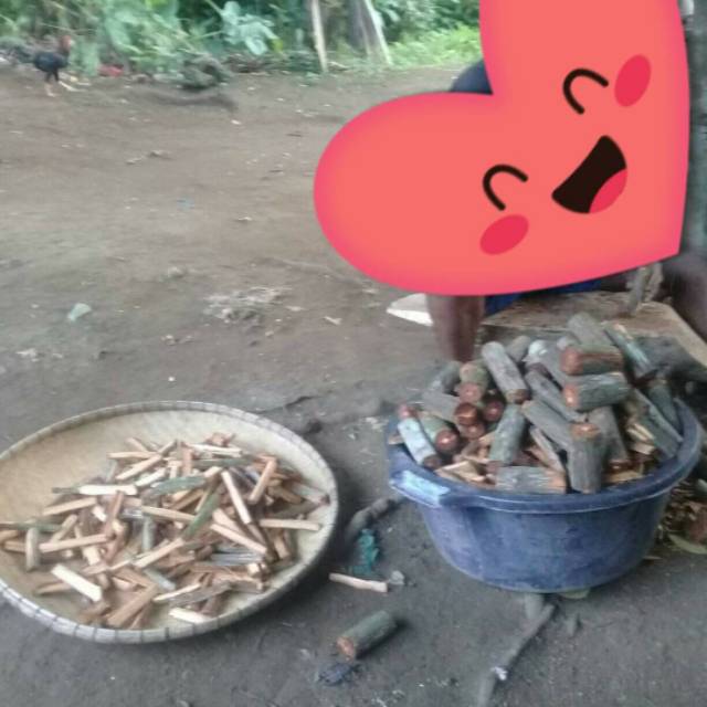 

Kayu bajakah halmahera Maluku utara