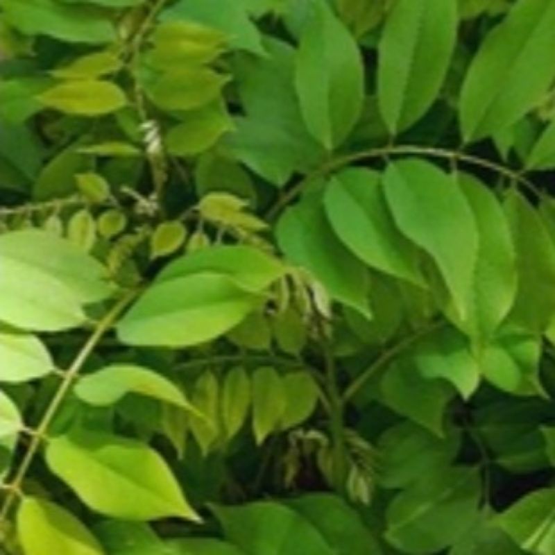 

DAUN GAMAL SEGSR per 1 kg