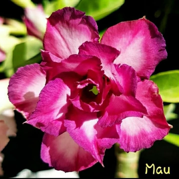 

promo Bibit bunga kamboja adenium MAU murah