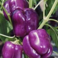 Benih Bibit Biji - Paprika Ungu Purple Star Sweet Bell Pepper F1 Hibrida Seeds