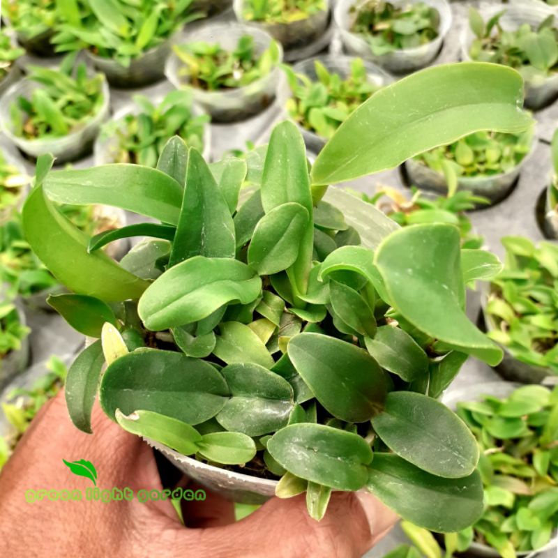 Kompot Anggrek Cattleya Bunga Besar