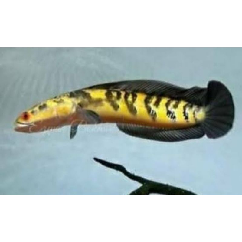 Yellowmaru YS progres bar cakep, rapi size 18-20cm