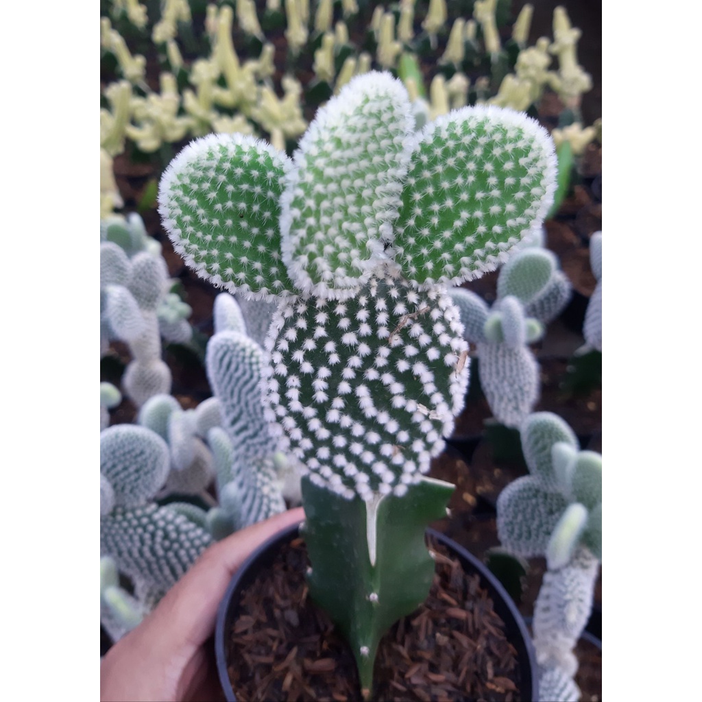 KAKTUS MINI KAKTUS MICKEY MOUSE Tanaman Kaktus Opuntia Mickey Mouse sukulen bunga mickey mouse miki 