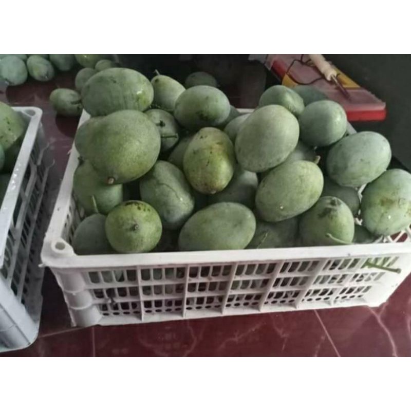 

Buah mangga manalagi Mentah.1 kg