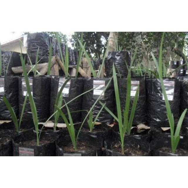 Asli! Bibit kurma kl1 Terlaris