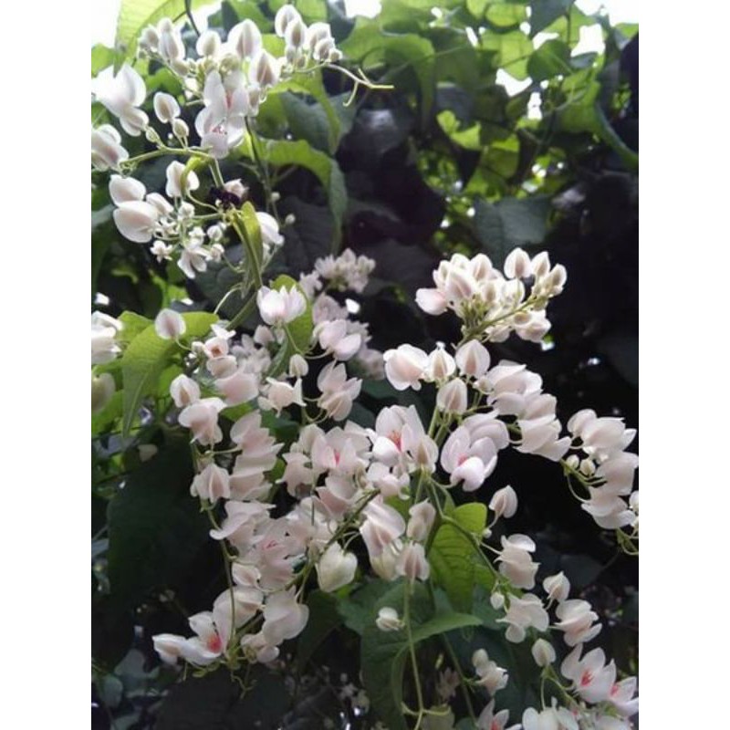 biji bunga AMP putih