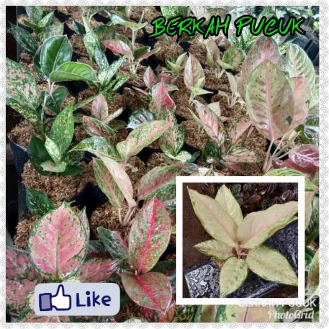 Bunga aglo tanaman aglo murah aglo nema baterflay bunga indah tanaman dalam ruangan