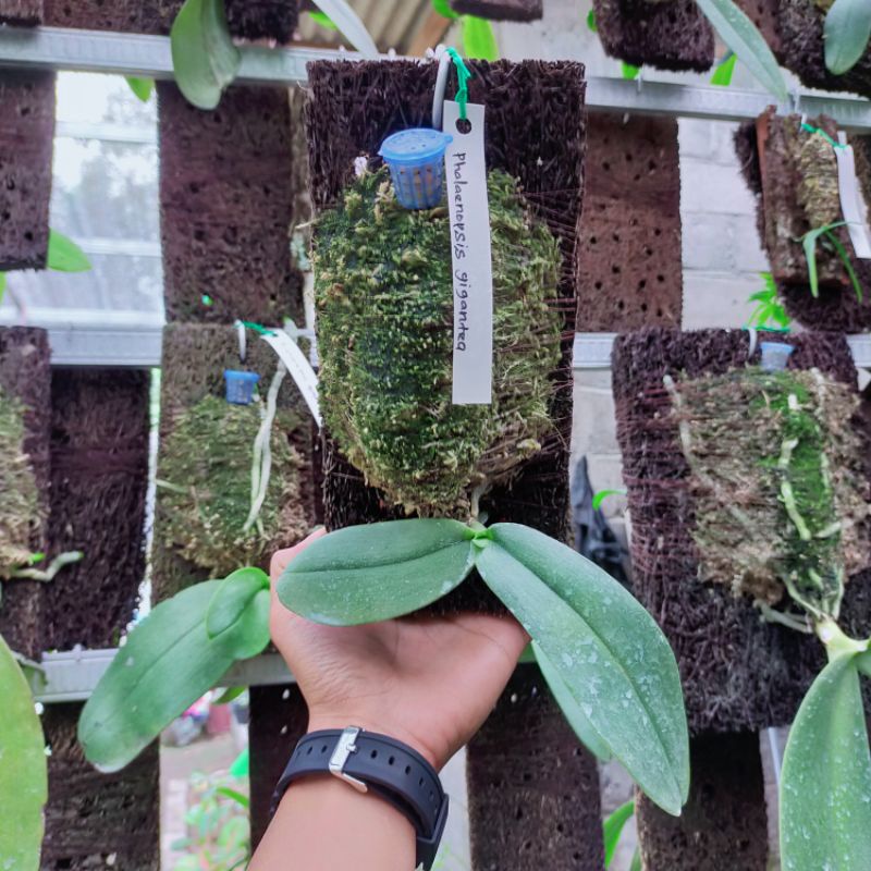Phalaenopsis Gigantea jungle remaja