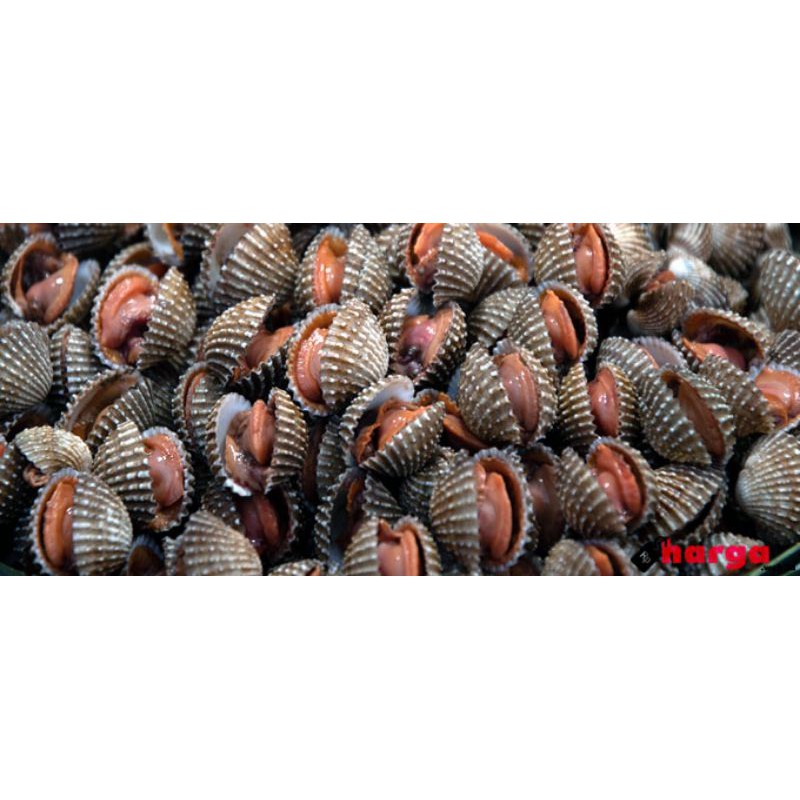 

KERANG DARAH HIDUP 500 KERANG DARA SEAFOOD SEGAR 500gr