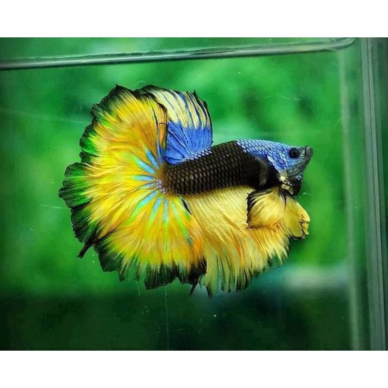 

CUPANG HALMOON BUTTERFLY