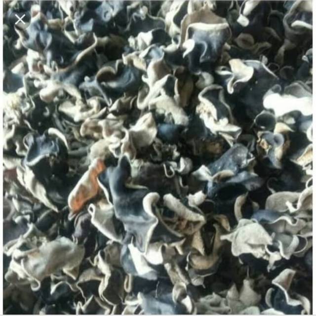 

jamur kuping 500gr Rp.40.000