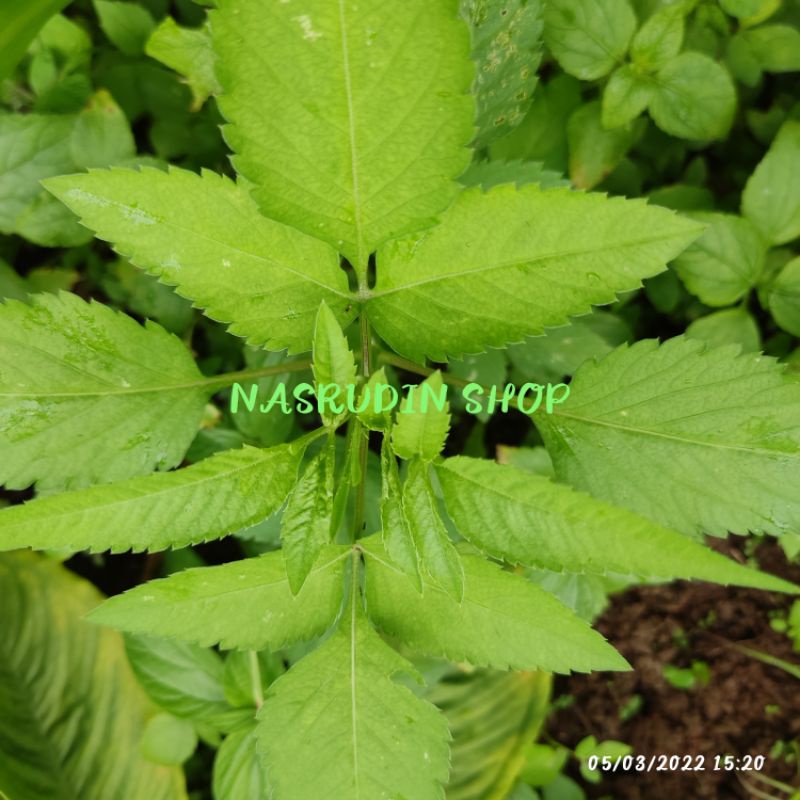 

[Fresh] BIBIT DAUN KETUL CABUTAN