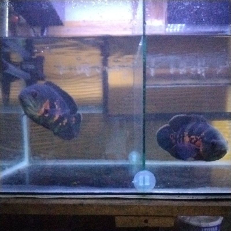 

ikan oscar (beli 2ekor harga 450000)