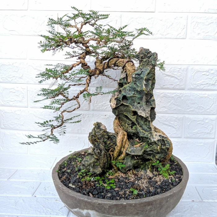 Bonsai Asem Saraf On The Rock