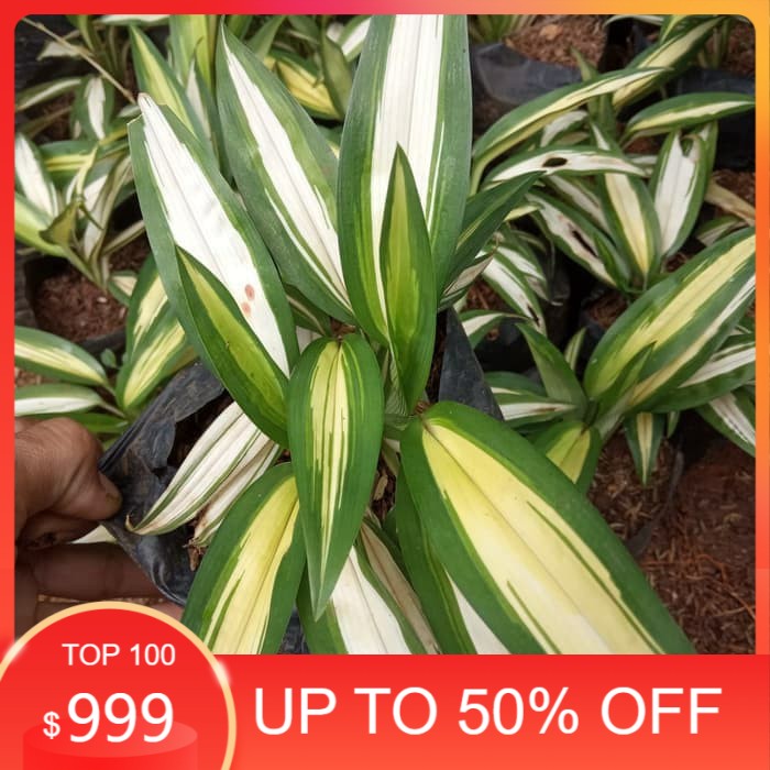 MURAH      tanaman hias lily Paris hawai daun kuning - lili paris daun kuning Terbaru / Terlaris