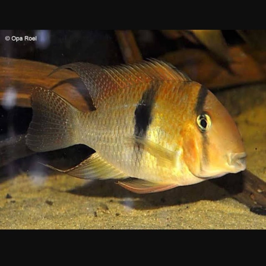 Guianacara Owroewefi