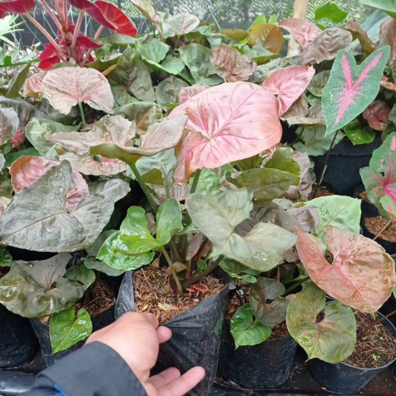 TANAMAN HIAS SYNGONIUM PINK ALLUSION