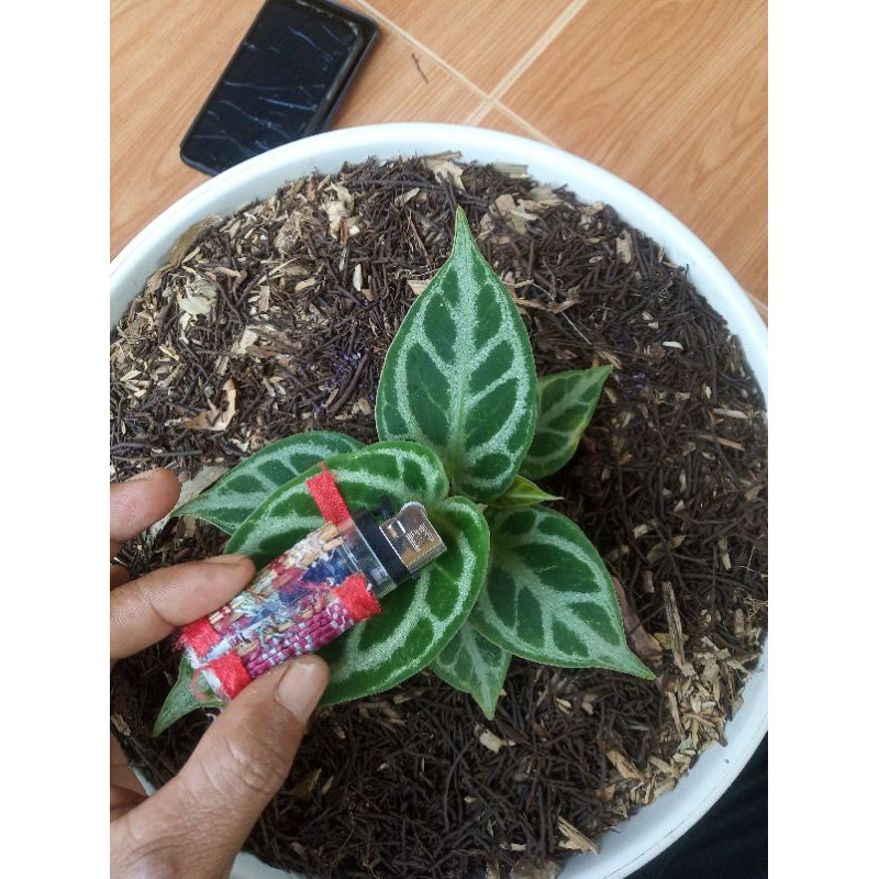 Tanaman hias kuping gajah dorayaki