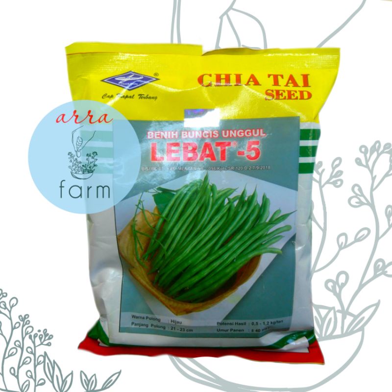 BENIH BUNCIS LEBAT 5 (500 GRAM) biji putih