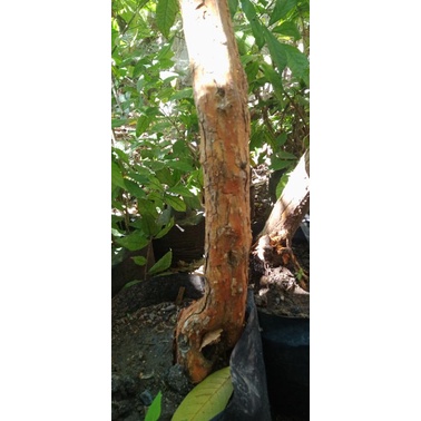 bonsai sisir kaliage dongkelan