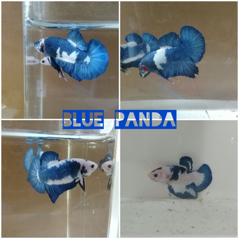 

ikan cupang blue panda