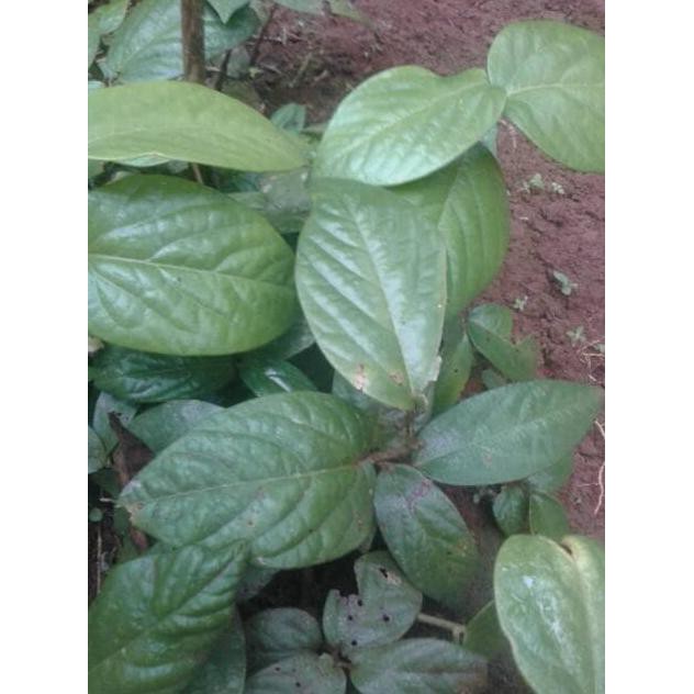 DAUN SINGA DEPA ASLI - OBAT HERBAL KUAT DLL TANAMAN HERBAL TERBAIK