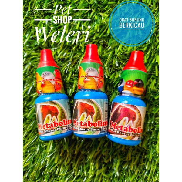 Metabolisme # obat burung berkicau#obat terlambat birahi