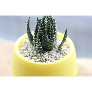 haworthia ASLI POT  putih tanaman  sukulen  hias lucu bunga 