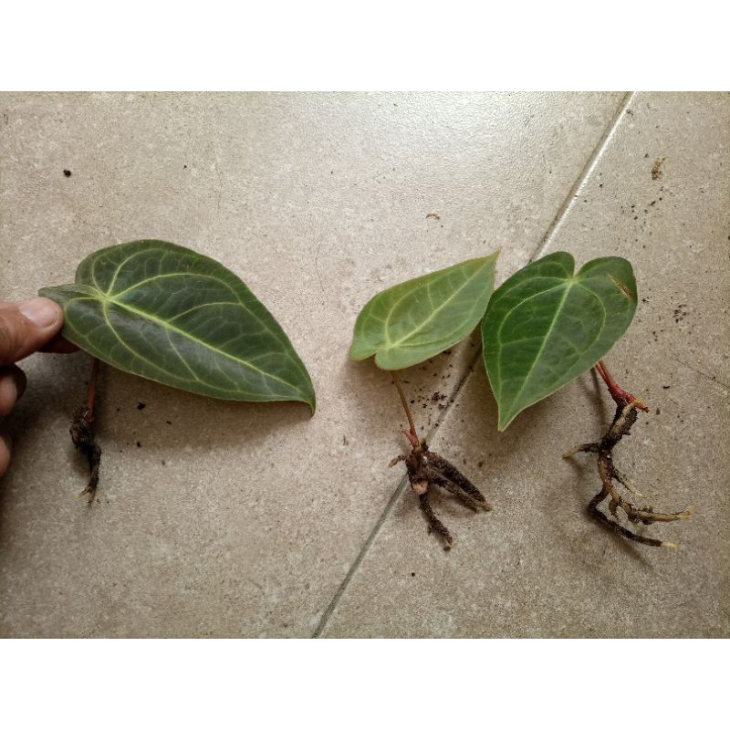 Anthurium magnificum Verde