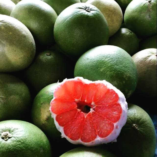 Bibit jeruk pamelo merah /jeruk bali merah