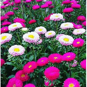 Biji Bunga Aster Matsumoto Mix