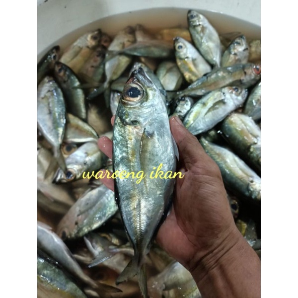 

Ikan Kembung mata besar segar bentrong 1kg isi 8-10