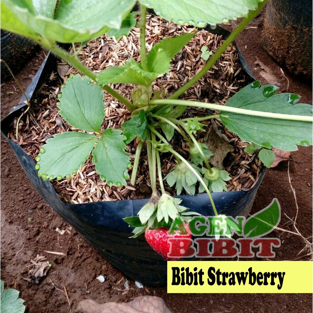 Paket 5 Bibit Strawberry California - Pohon Strawberry California