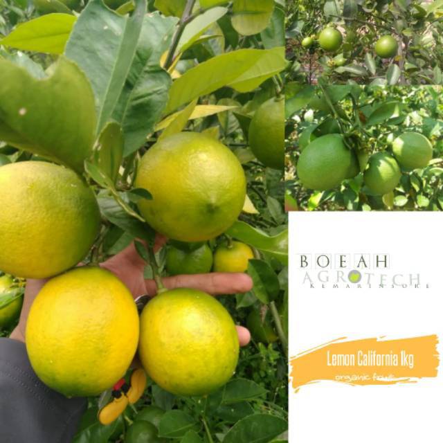 

Lemon California