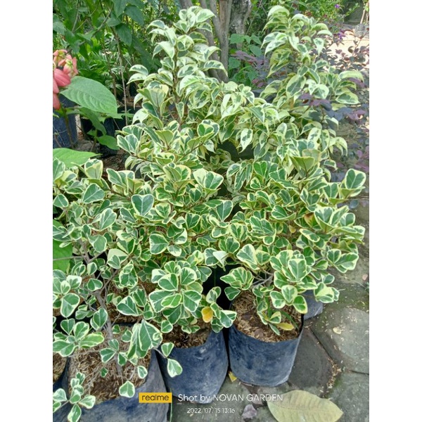 beringin varigata | bahan bonsai beringin varigata | cod bayar ditempat