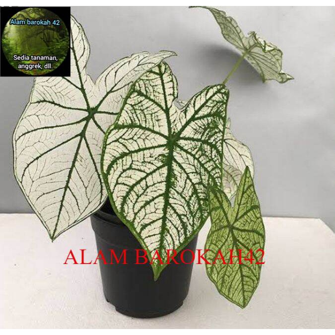 PROMO keladi putih caladium white star talas putih tanaman hias