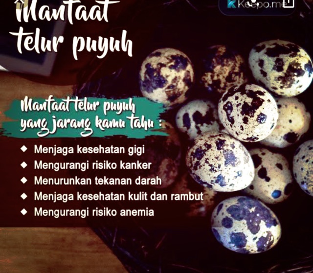 Telur Puyuh Pilihan Shopee Indonesia