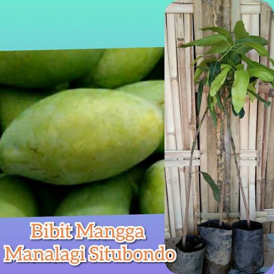 bibit mangga manalagi situbondo