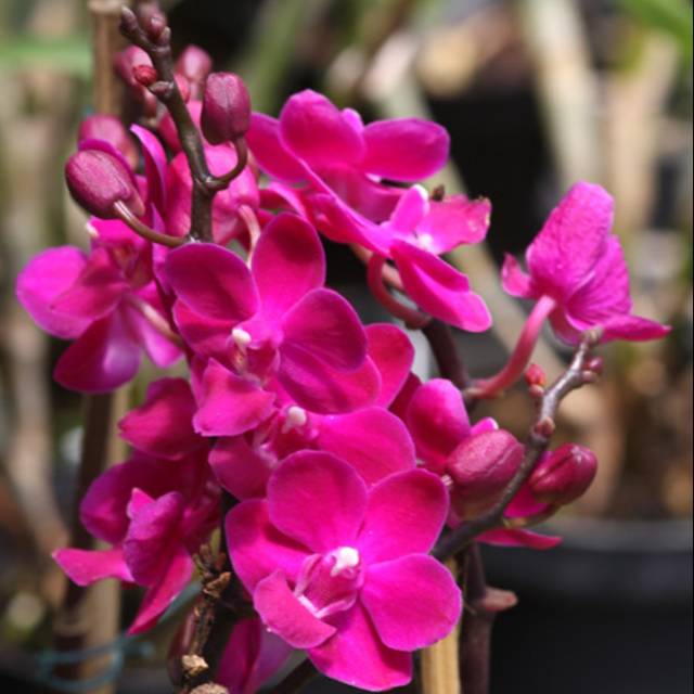 Anggrek doritis red hybrid dewasa