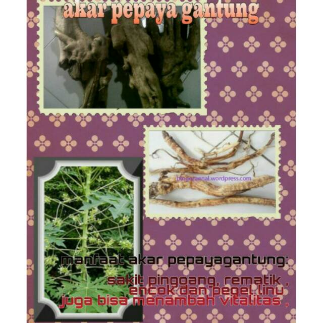 

Akar kates gandul kering