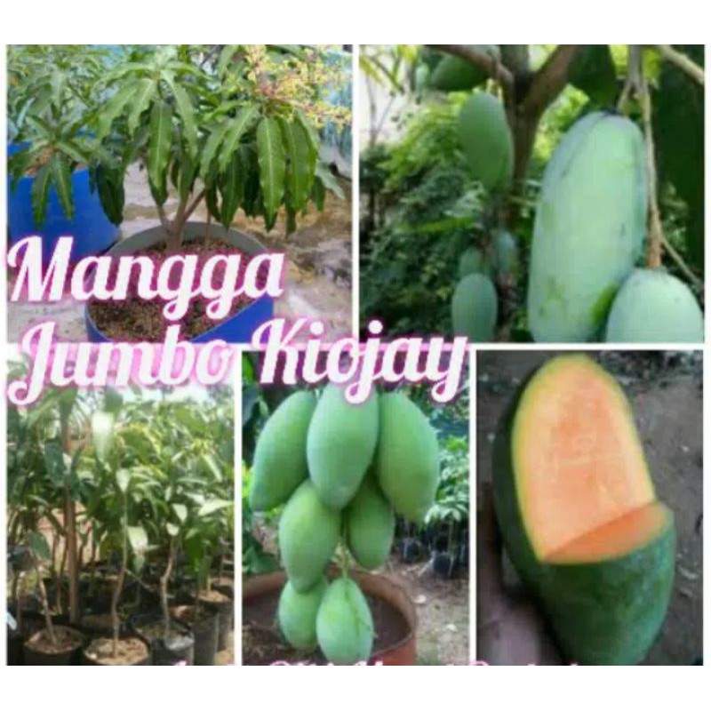 bibit mangga kiojay super jumbo