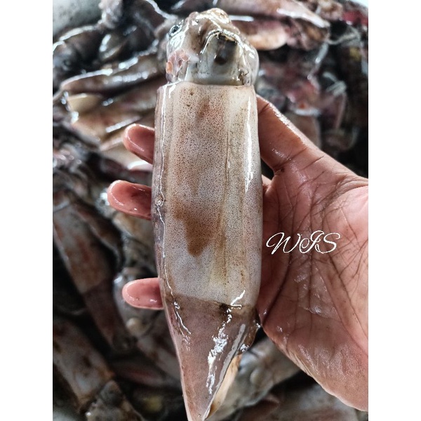 

cumi tube cumi kondom super premium segar 1kg