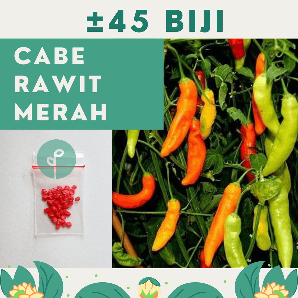 45 Benih Bibit Cabe Rawit Merah Merunduk Cabai Sigantung Biji Sayuran Unggul Tanaman Sayur Official
